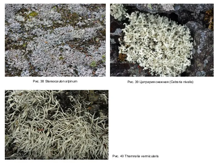 Рис. 38 Stereocaulon alpinum Рис. 39 Цетрария снежная (Cetraria nivalis) Рис. 40 Thamnolia vermicularis