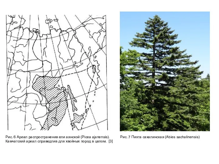 Рис. 6 Ареал распространения ели аянской (Picea ajanensis). Камчатский ареал справедлив для