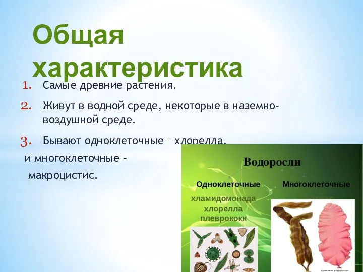 Самые древние растения. Живут в водной среде, некоторые в наземно-воздушной среде. Бывают