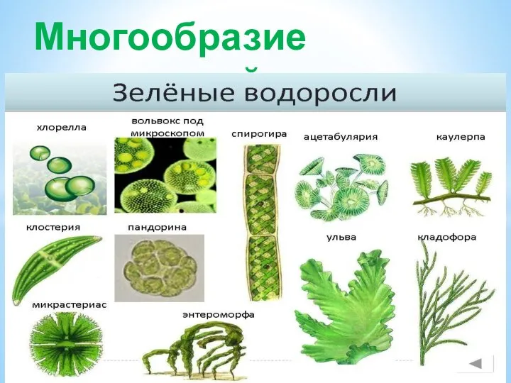 Многообразие водорослей.