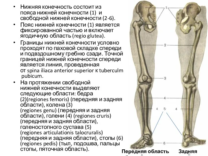 Нижняя конечность состоит из пояса нижней конечности (1) и свободной нижней конечности