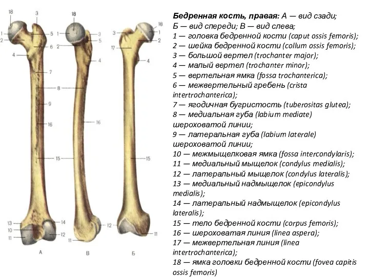 Бедренная кость, правая: А — вид сзади; Б — вид спереди; В