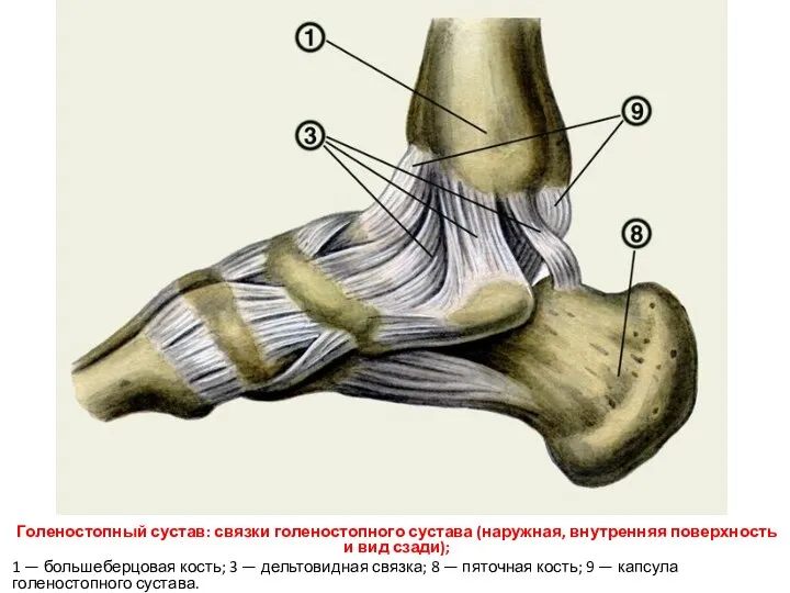 Голеностопный сустав: связки голеностопного сустава (наружная, внутренняя поверхность и вид сзади); 1