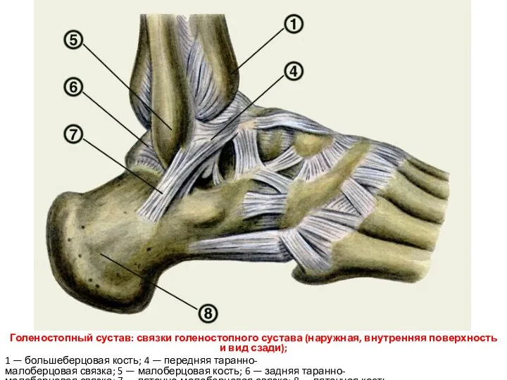 Голеностопный сустав: связки голеностопного сустава (наружная, внутренняя поверхность и вид сзади); 1