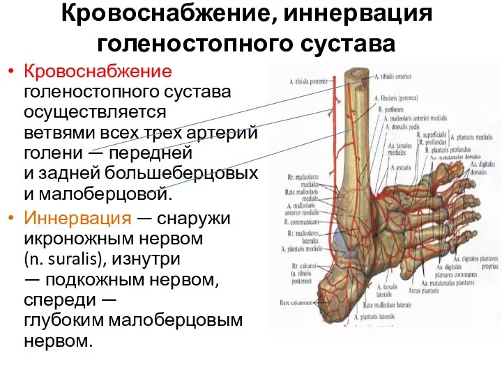 Кровоснабжение, иннервация голеностопного сустава Кровоснабжение голеностопного сустава осуществляется ветвями всех трех артерий