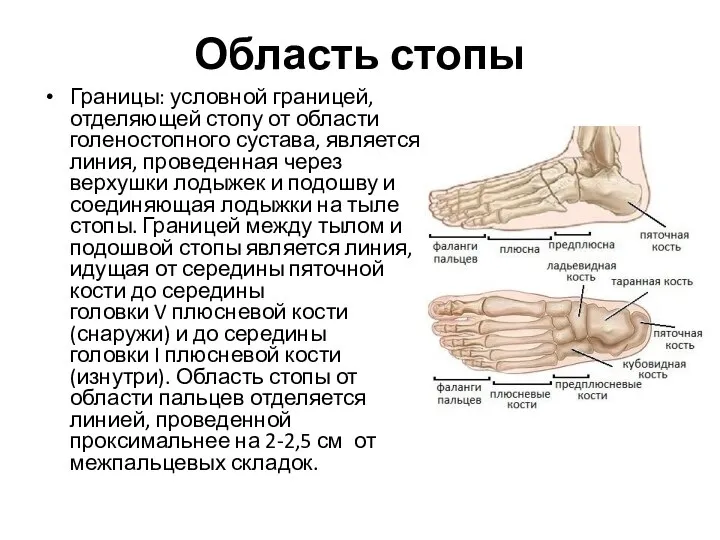 Область стопы Границы: условной границей, отделяющей стопу от области голеностопного сустава, является