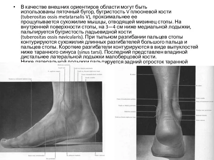 В качестве внешних ориентиров области могут быть использованы пяточный бугор, бугристость V