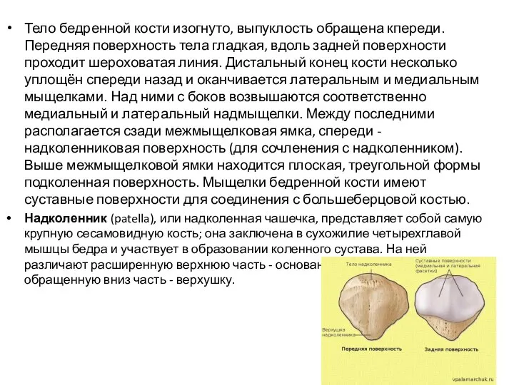 Тело бедренной кости изогнуто, выпуклость обращена кпереди. Передняя поверхность тела гладкая, вдоль