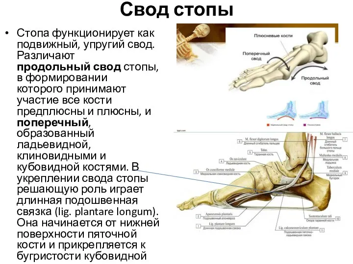 Свод стопы Стопа функционирует как подвижный, упругий свод. Различают продольный свод стопы,