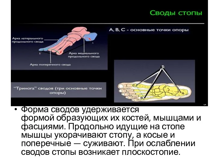 Форма сводов удерживается формой образующих их костей, мышцами и фасциями. Продольно идущие