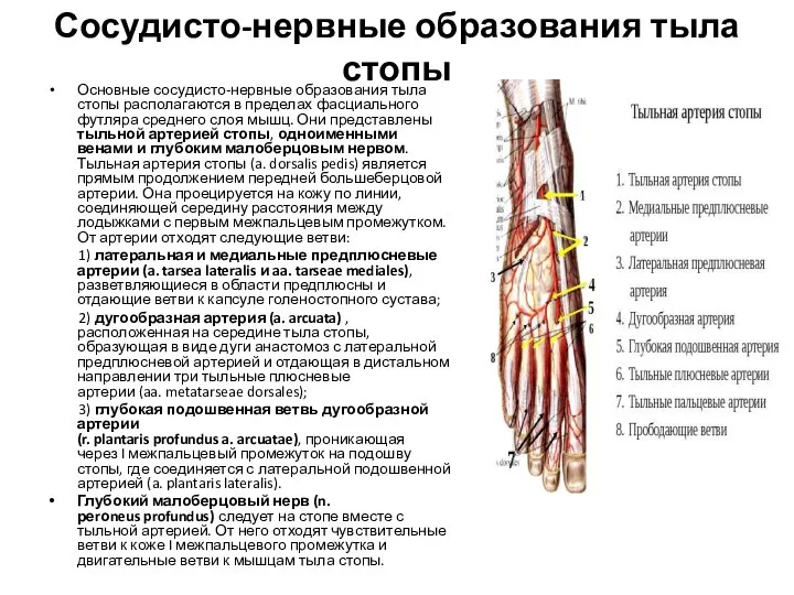 Сосудисто-нервные образования тыла стопы Основные сосудисто-нервные образования тыла стопы располагаются в пределах