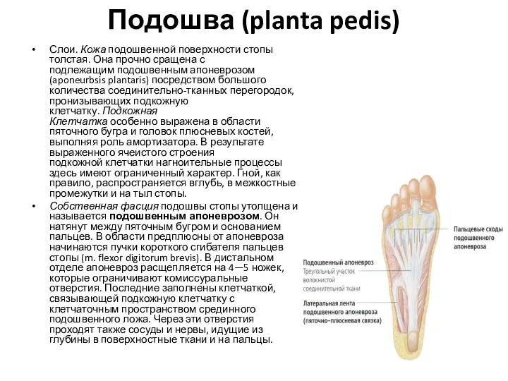 Подошва (planta pedis) Слои. Кожа подошвенной поверхности стопы толстая. Она прочно сращена