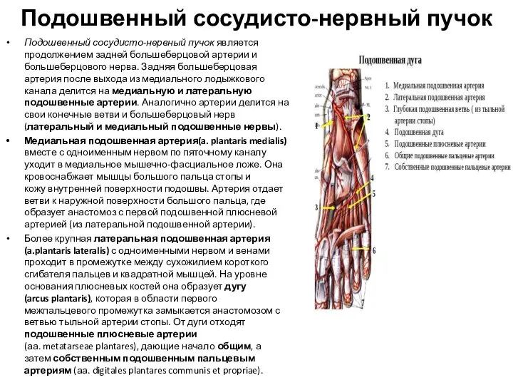 Подошвенный сосудисто-нервный пучок Подошвенный сосудисто-нервный пучок является продолжением задней большеберцовой артерии и