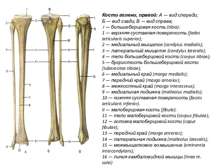 Кости голени, правой: А — вид спереди; Б — вид сзади; В