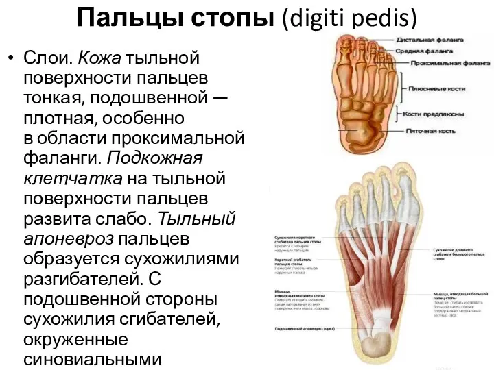 Пальцы стопы (digiti pedis) Слои. Кожа тыльной поверхности пальцев тонкая, подошвенной —