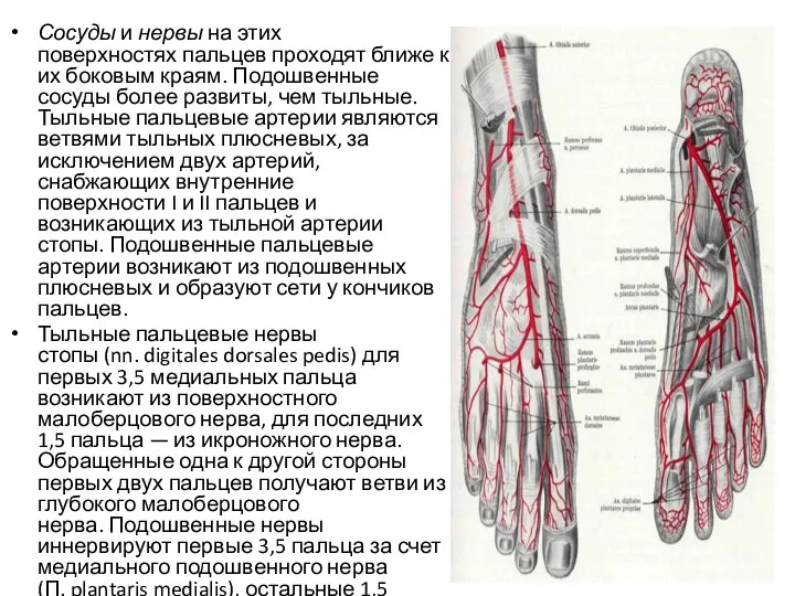 Сосуды и нервы на этих поверхностях пальцев проходят ближе к их боковым