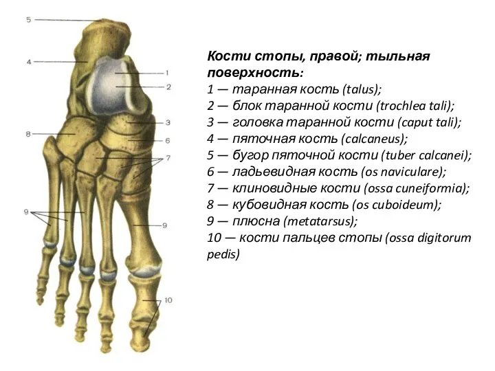Кости стопы, правой; тыльная поверхность: 1 — таранная кость (talus); 2 —