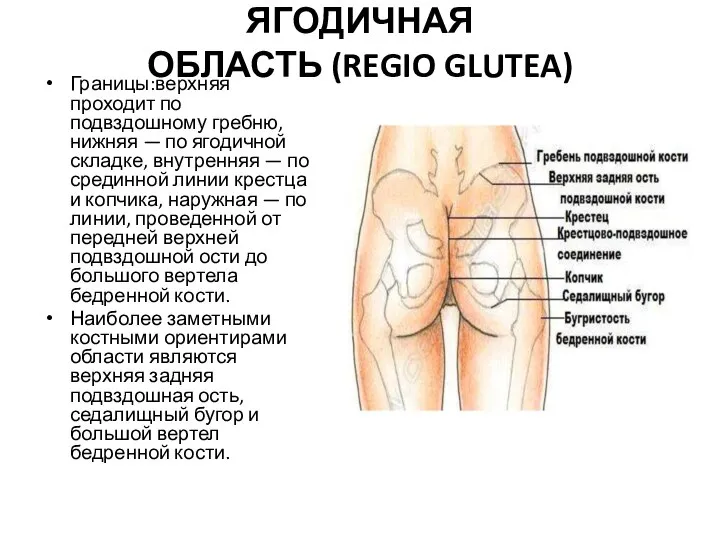 ЯГОДИЧНАЯ ОБЛАСТЬ (REGIO GLUTEA) Границы:верхняя проходит по подвздошному гребню, нижняя — по