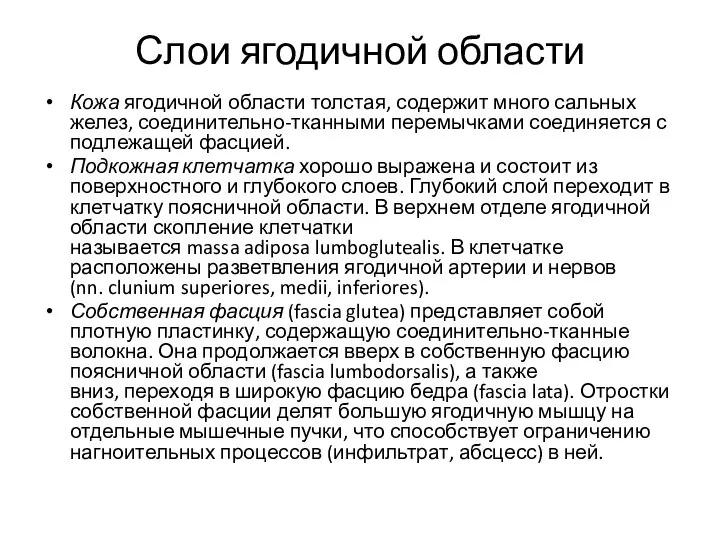 Слои ягодичной области Кожа ягодичной области толстая, содержит много сальных желез, соединительно-тканными