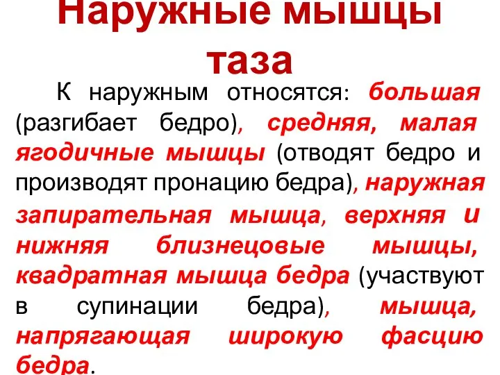 Наружные мышцы таза К наружным относятся: большая (разгибает бедро), средняя, малая ягодичные