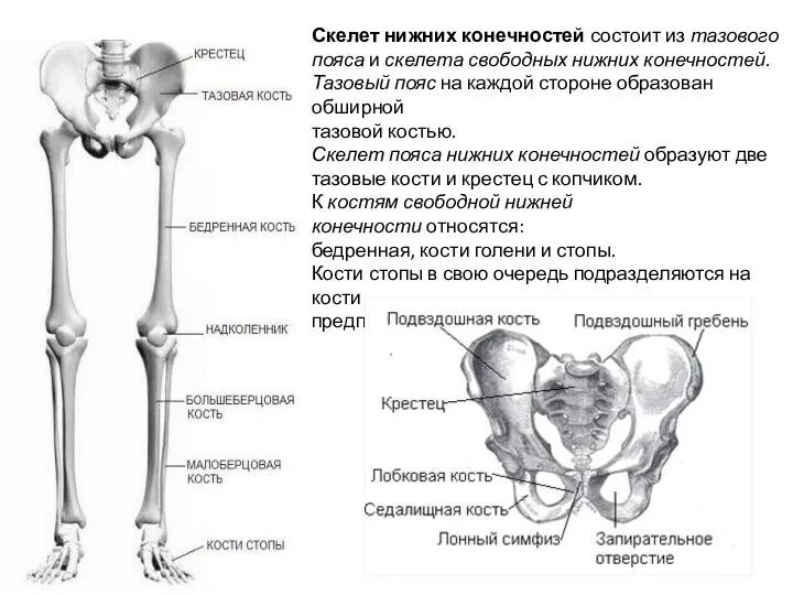 Скелет нижних конечностей состоит из тазового пояса и скелета свободных нижних конечностей.