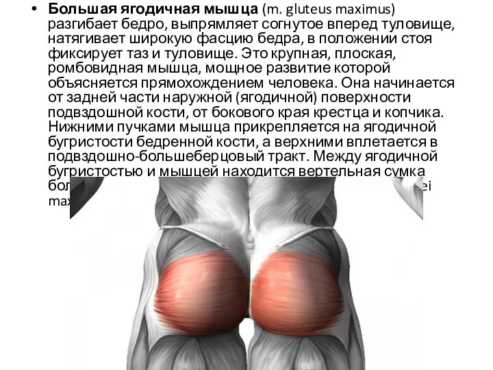 Большая ягодичная мышца (m. gluteus maximus) разгибает бедро, выпрямляет согнутое вперед туловище,