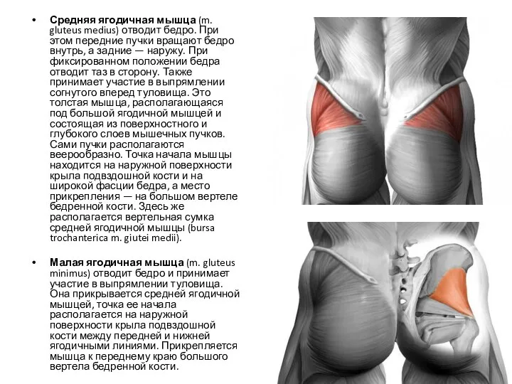 Средняя ягодичная мышца (m. gluteus medius) отводит бедро. При этом передние пучки