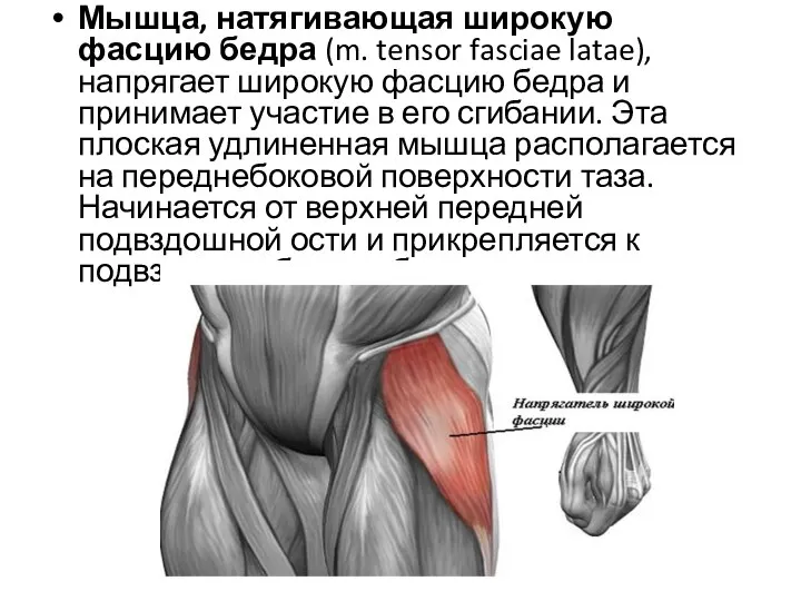 Мышца, натягивающая широкую фасцию бедра (m. tensor fasciae latae), напрягает широкую фасцию