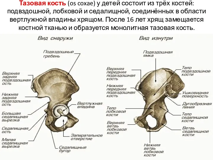 Тазовая кость (os coxae) у детей состоит из трёх костей: подвздошной, лобковой