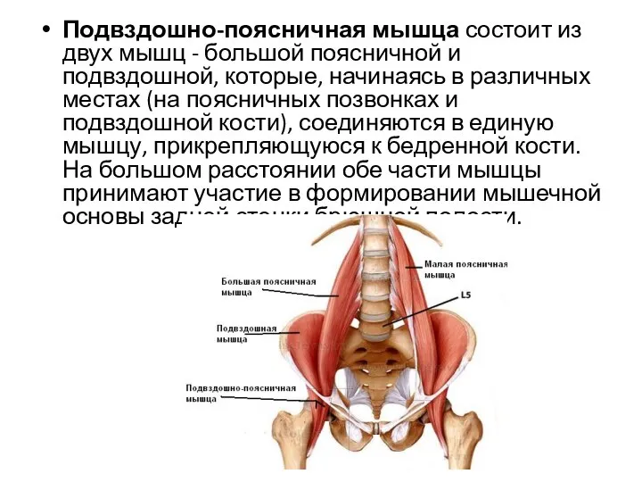 Подвздошно-поясничная мышца состоит из двух мышц - большой поясничной и подвздошной, которые,
