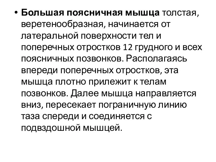 Большая поясничная мышца толстая, веретенообразная, начинается от латеральной поверхности тел и поперечных