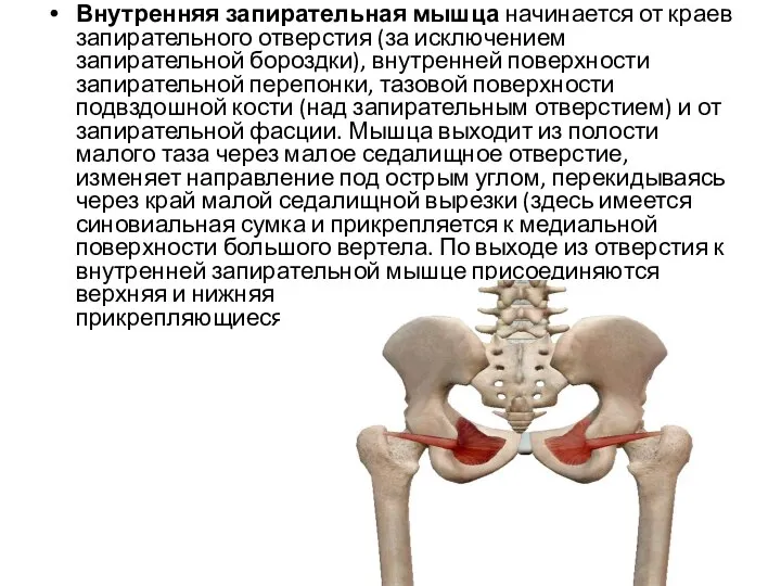 Внутренняя запирательная мышца начинается от краев запирательного отверстия (за исключением запирательной бороздки),