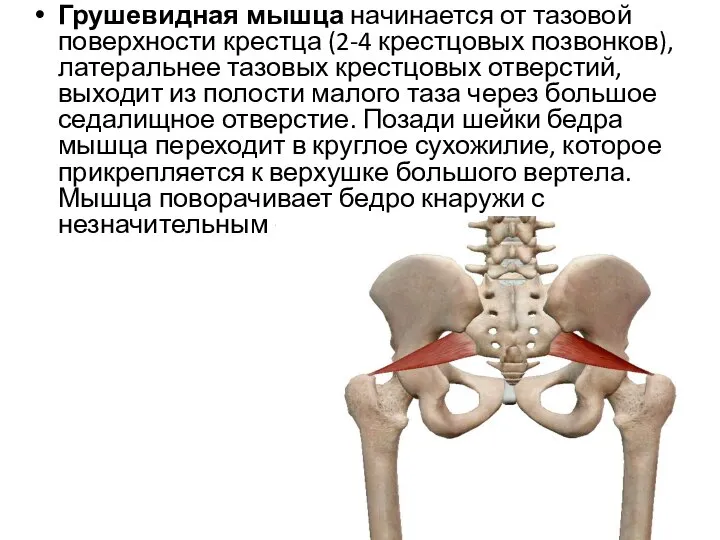 Грушевидная мышца начинается от тазовой поверхности крестца (2-4 крестцовых позвонков), латеральнее тазовых