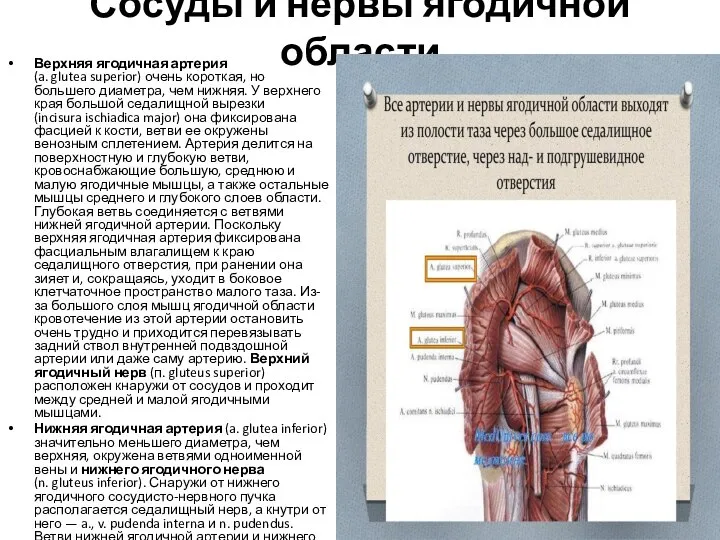 Сосуды и нервы ягодичной области Верхняя ягодичная артерия (a. glutea superior) очень