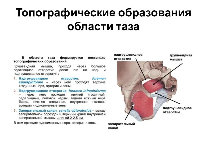 Топографические образования области таза