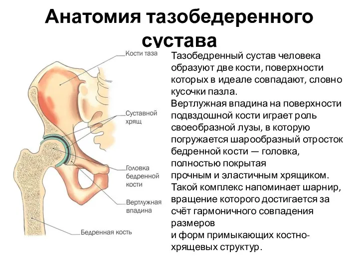 Анатомия тазобедеренного сустава Тазобедренный сустав человека образуют две кости, поверхности которых в