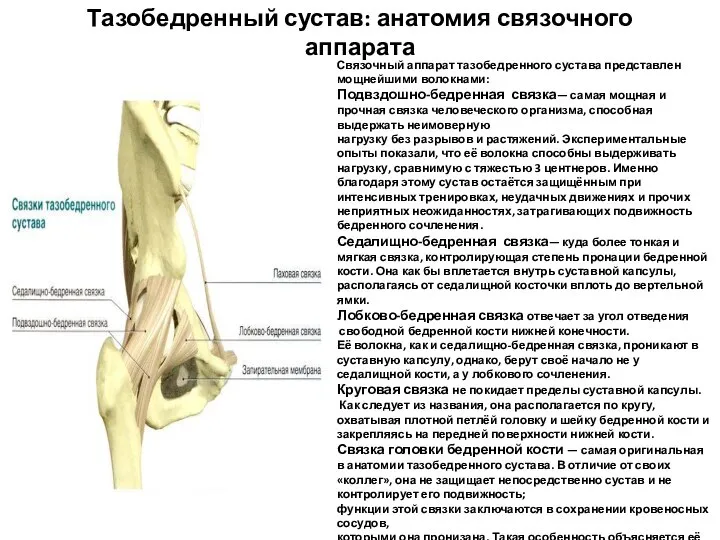 Тазобедренный сустав: анатомия связочного аппарата Связочный аппарат тазобедренного сустава представлен мощнейшими волокнами: