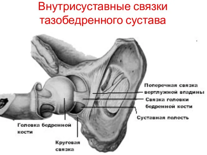 Внутрисуставные связки тазобедренного сустава