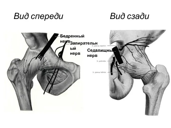 Вид спереди Вид сзади Бедренный нерв Запирательный нерв Седалищный нерв