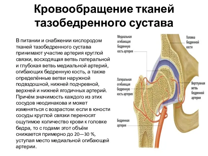 Кровообращение тканей тазобедренного сустава В питании и снабжении кислородом тканей тазобедренного сустава