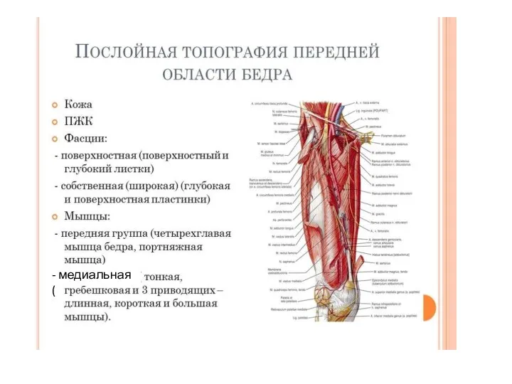 - медиальная (