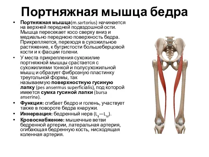 Портняжная мышца бедра Портняжная мышца(m.sartorius) начинается на верхней передней подвздошной ости. Мышца