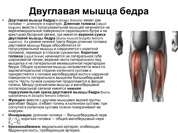 Двуглавая мышца бедра Двуглавая мышца бедра(m.biceps femoris) имеет две головки — длинную