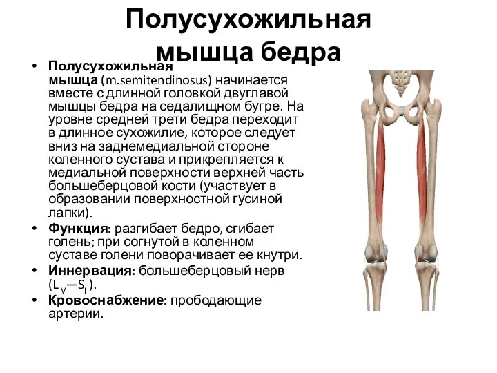 Полусухожильная мышца бедра Полусухожильная мышца (m.semitendinosus) начинается вместе с длинной головкой двуглавой