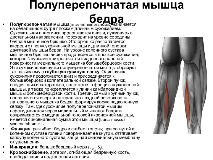 Полуперепончатая мышца бедра Полуперепончатая мышца(m.semimembranosus) начинается на седалищном бугре плоским длинным сухожилием.