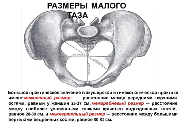 Большое практическое значение в акушерской и гинекологической практике имеют межостный размер —
