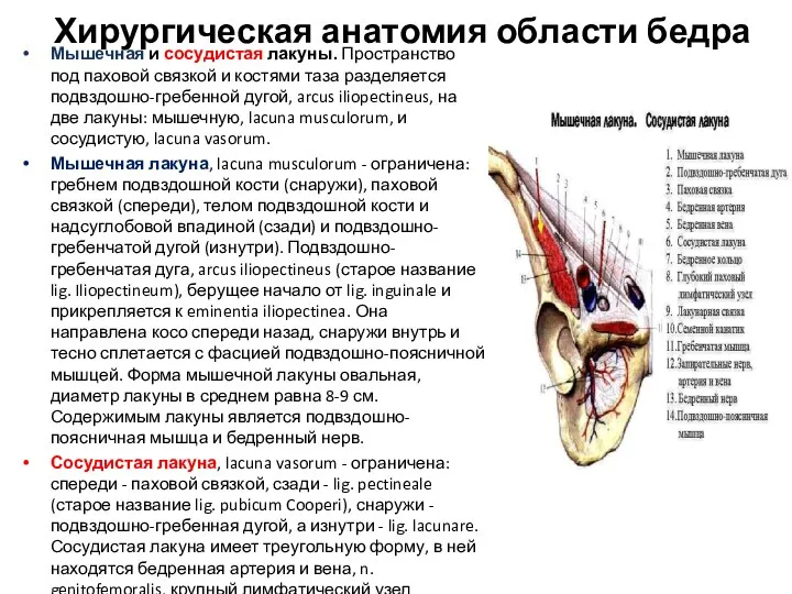 Хирургическая анатомия области бедра Мышечная и сосудистая лакуны. Пространство под паховой связкой