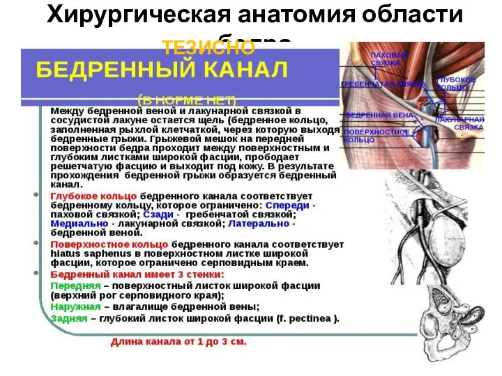 Хирургическая анатомия области бедра ТЕЗИСНО