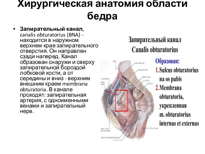 Хирургическая анатомия области бедра Запирательный канал, canalis obturatorius (BNA) - находится в