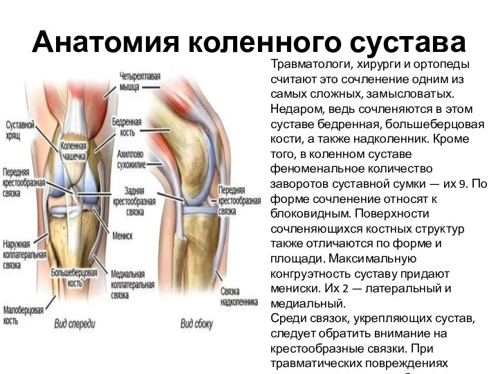 Анатомия коленного сустава Травматологи, хирурги и ортопеды считают это сочленение одним из